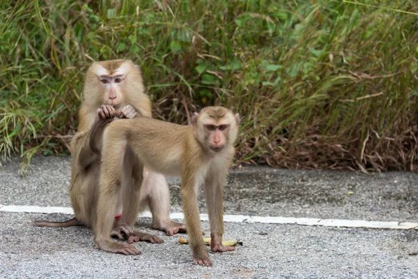 Macacos na floresta . — Fotografia de Stock