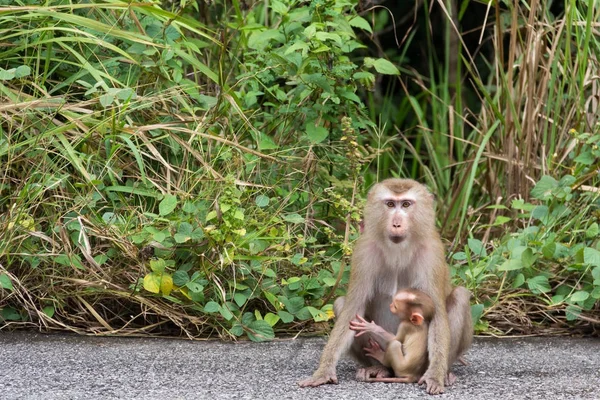 Monos en el bosque . — Foto de Stock