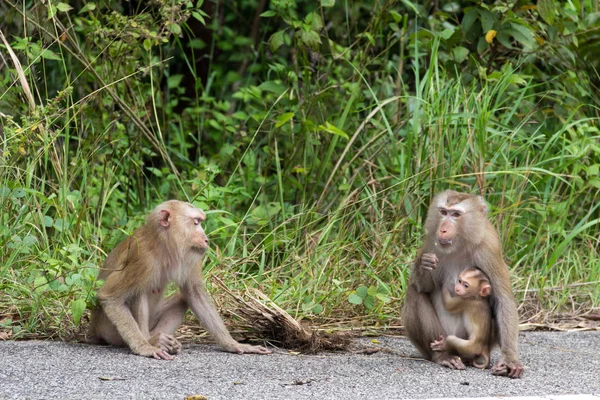 Monos en el bosque . — Foto de Stock