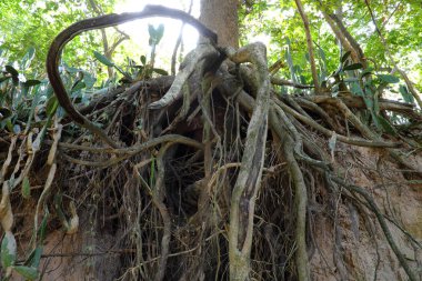 Buriram, Tayland maruz kökleri ile bir orman sahnesi.