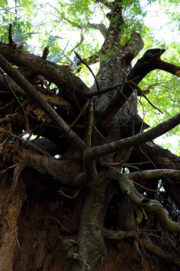 Buriram, Tayland maruz kökleri ile bir orman sahnesi.