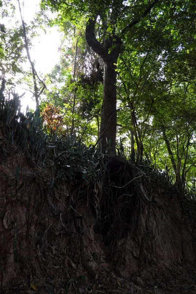 Eine Waldszene Mit Freigelegten Wurzeln Buriram Thailand — Stockfoto