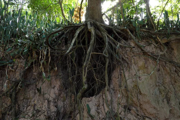 Skogs Scen Med Exponerade Rötter Buriram Thailand — Stockfoto