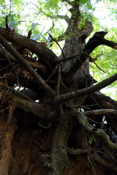 在泰国布里拉姆的森林场景 暴露的根 — 图库照片
