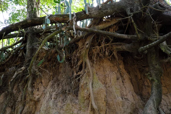Buriram, Tayland maruz kökleri ile bir orman sahnesi.