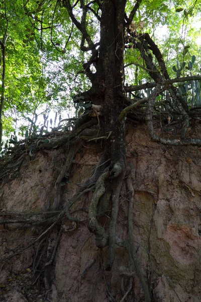 Eine Waldszene Mit Freigelegten Wurzeln Buriram Thailand lizenzfreie Stockbilder