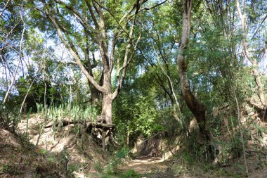 Buriram, Tayland maruz kökleri ile bir orman sahnesi.