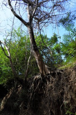 Buriram, Tayland maruz kökleri ile bir orman sahnesi.