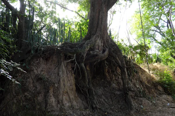 Skogs Scen Med Exponerade Rötter Buriram Thailand — Stockfoto