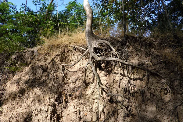 Skogs Scen Med Exponerade Rötter Buriram Thailand — Stockfoto