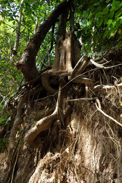 Una Escena Forestal Con Raíces Expuestas Buriram Tailandia — Foto de Stock