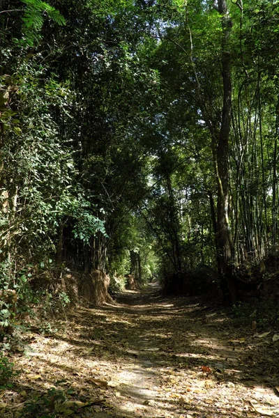 Skogs Scen Med Exponerade Rötter Buriram Thailand — Stockfoto