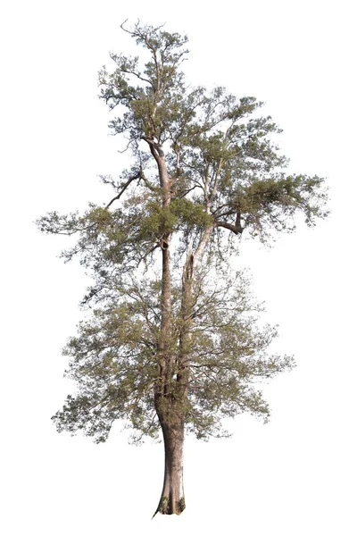Grande albero isolato su sfondo bianco . — Foto Stock