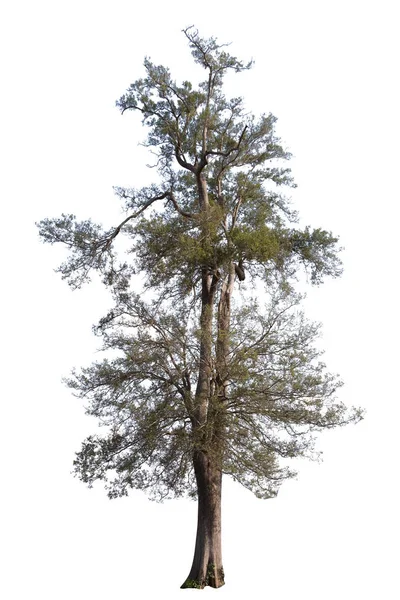 Grande albero isolato su sfondo bianco . — Foto Stock