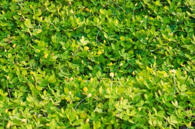 gerçek yeşil çimen arkaplanı.