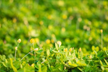 gerçek yeşil çimen arkaplanı.