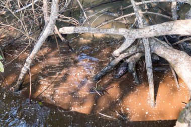 Mangrov orman Manzaralı.