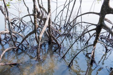 Mangrov orman Manzaralı.