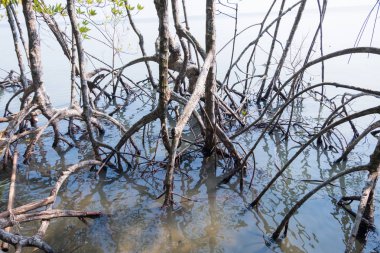 Mangrov orman Manzaralı.