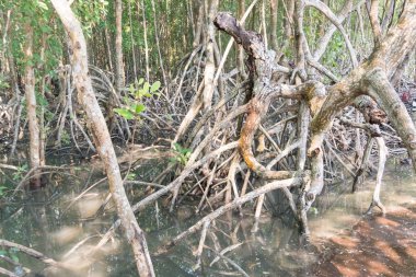 Mangrov orman Manzaralı.