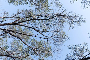 Mangrov orman Manzaralı.