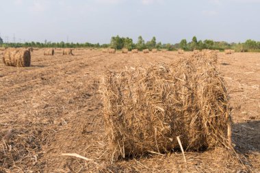 alanında saman yığını.
