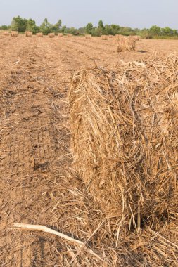 alanında saman yığını.