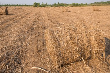 alanında saman yığını.