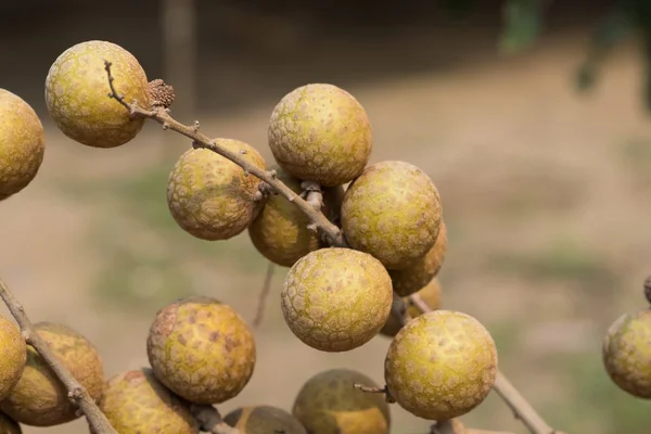 Longan en el árbol . — Foto de Stock