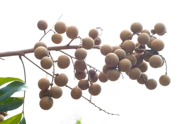 Longan na stromě. — Stock fotografie