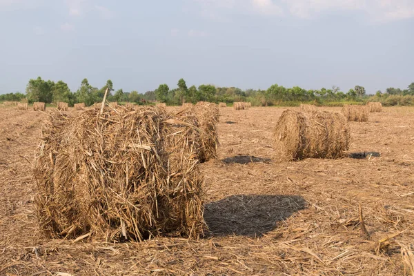 Stack of straw in the field. — Stock Photo, Image