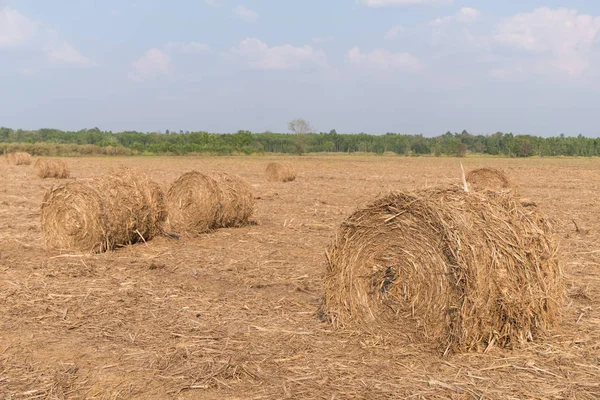 Stack of straw in the field. — Stock Photo, Image