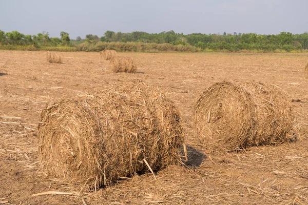 Stack of straw in the field. — Stock Photo, Image