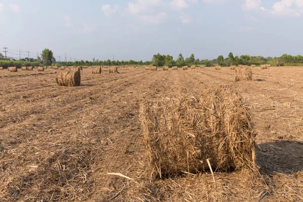 Stack of straw in the field. — Stock Photo, Image