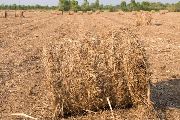 Stack of straw in the field. — Stock Photo, Image