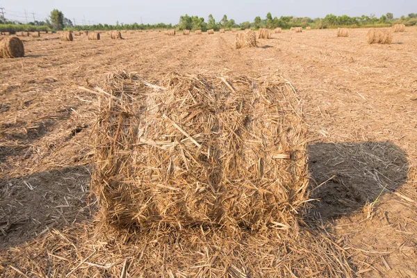 Stack of straw in the field. — Stock Photo, Image
