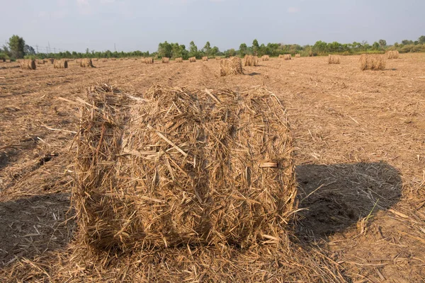 Stack of straw in the field. — Stock Photo, Image