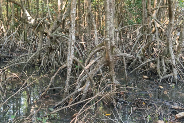 Blick auf den Mangrovenwald. Stockbild
