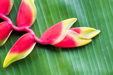 Kırmızı heliconia çiçek.