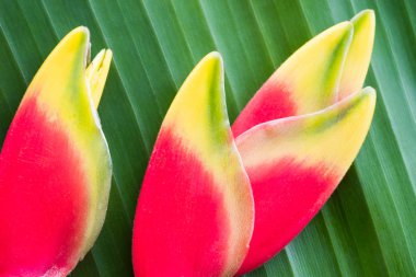 Kırmızı heliconia çiçek.