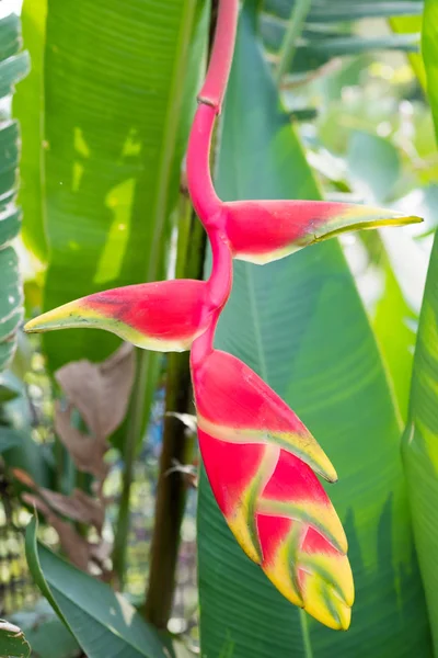 Red Heliconia flower. — Stock Photo, Image