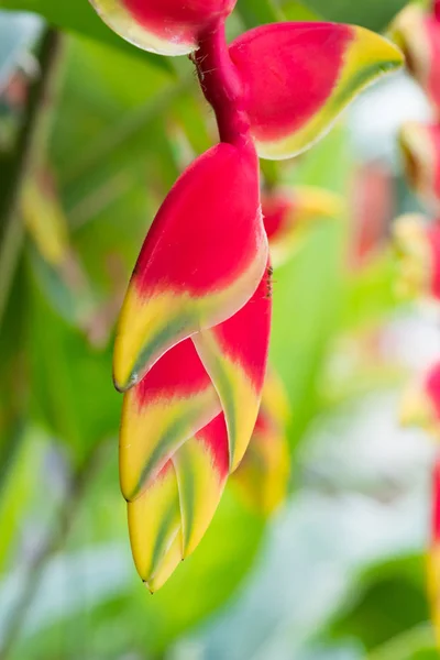 Red Heliconia flower. — Stock Photo, Image