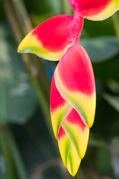 Red Heliconia flower. — Stock Photo, Image