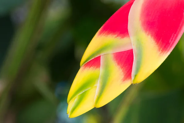 Red Heliconia flower. — Stock Photo, Image