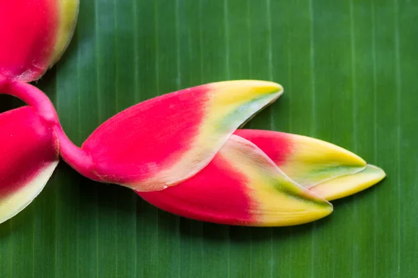 Red Heliconia flower. — Stock Photo, Image