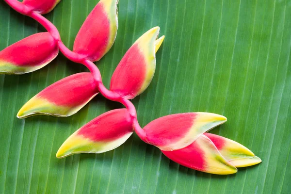 Red Heliconia flower. — Stock Photo, Image