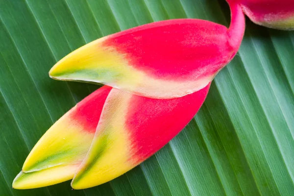 Red Heliconia flower. — Stock Photo, Image