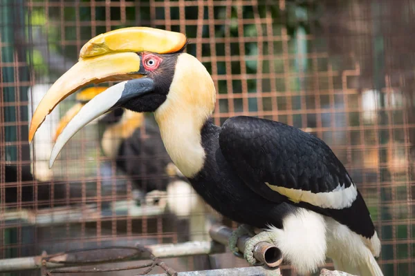 Close-up van oosterse bonte neushoornvogel. — Stockfoto