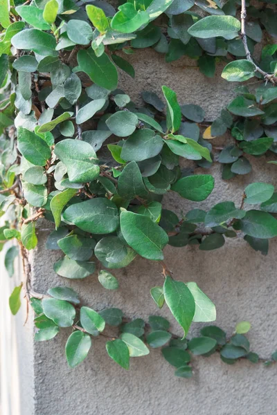 Ivy with ancient city wall. — Stock Photo, Image