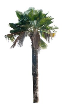 Büyük ağaç izole.